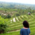 indonesia-campos-arroz-womviajes (2)